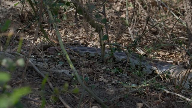 Indian Rock Python descending into burrow opening surrounded by dry forest grass.