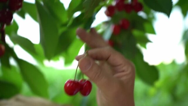 Picking ripe sweet cherries from tree and placing freshly harvested fruit into wicker basket during summer orchard harvest