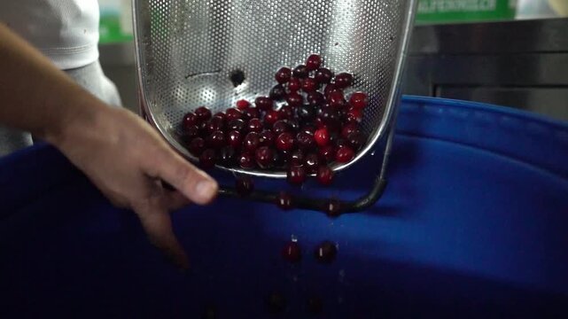 Pouring freshly harvested cherries from metal colander into large container after washing fruit during food processing and agricultural harvest preparation