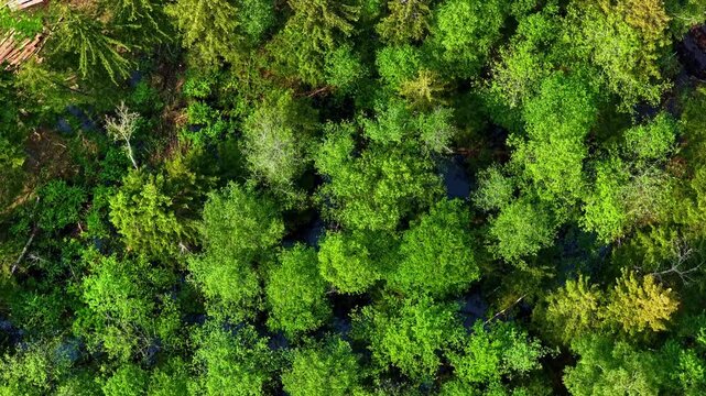 Top down shot starts with a beautiful forest and ends with the deforestation and logging.