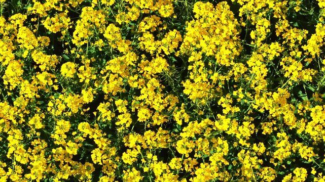 Overhead view on a beautiful yellow flowering golden alyssum plants.
