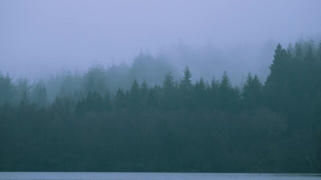 Slow Timelapse of Fog passing through dense eerie mysterious forest creating uneasy atmosphere. Perfect for Halloween promos, horror film intros, and psychological thriller trailers.