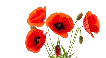 Obraz premium Vibrant red poppies on a white background