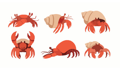 Hermit crab vector illustration set in flat style with multiple poses for marine and coastal design © Sabbir
