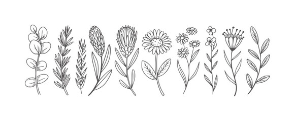 Black and white line of ten different botanical eucalyptus © Mohammad