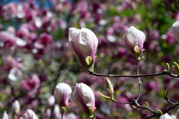 Obraz premium Pink magnolia blossoms blooming on branch with soft bokeh
