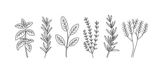 Six minimalist line sprigs of culinary herbs white basil rosemary thyme sage