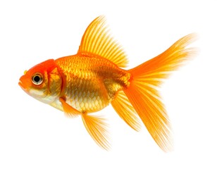 Fototapeta premium A vibrant orange goldfish with flowing fins against a white background