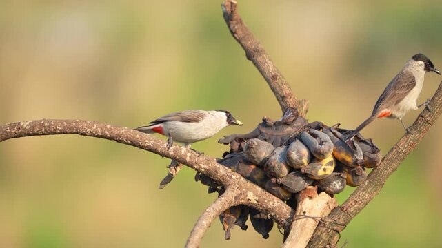 Red-whiskered bulbul (Pycnonotus jocosus) bird eating a ripe banana