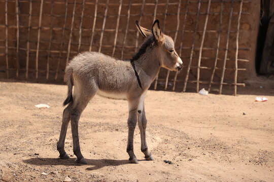 Un habitat dans une campagne pour culture et elever les animaux