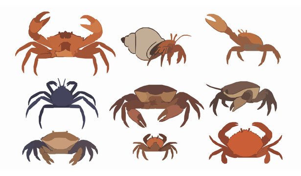 Crabs vector illustration set with king, hermit, fiddler, spider, mud, and generic shore crabs in solid style for education and wildlife