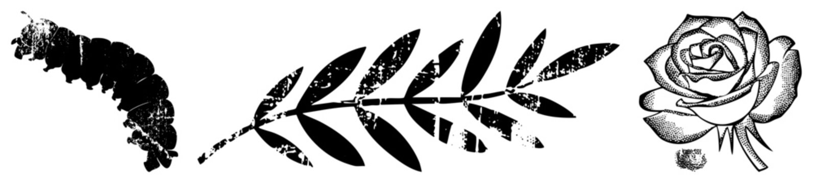 Vintage style vector caterpillar silhouette, olive branch, rose with halftone texture. Classic graphic symbols for nature, peace, and elegance., distressed, stylized.