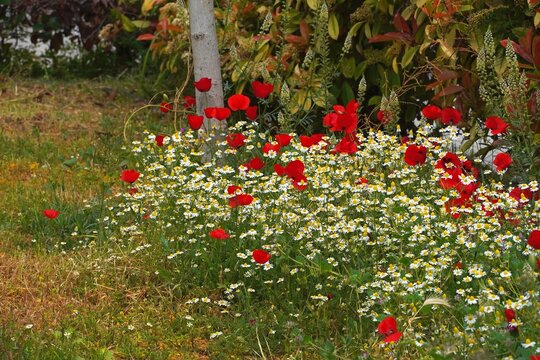 Wild spring flowers, in Attica, Greece