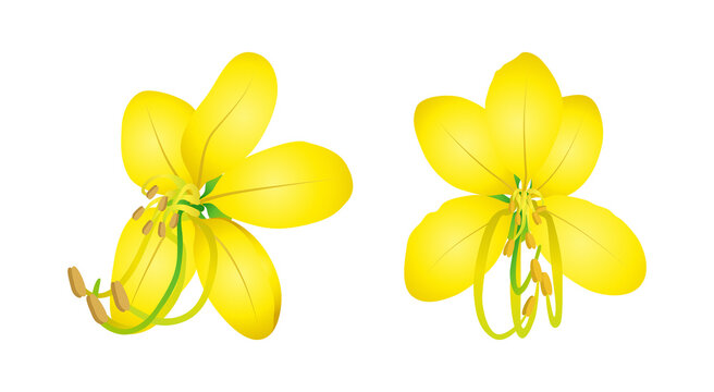 Yellow Cassia fistula, Kanikonna Flower Isolated on Transparent Background Ideal for Kerala Vishu Festival