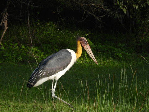 Lesser Adjutant at Yala National Park  - Sri Lanka