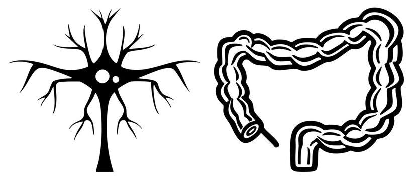 Simplified neuron with dendrites and axon, gut tract, medical diagram, biology education, neural pathway, digestive system, black vector.