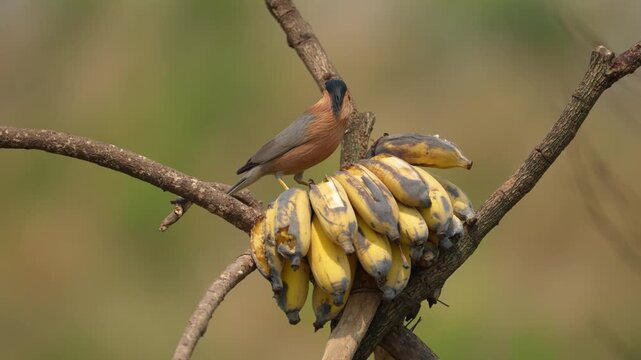 Brahminy Starling is a superb looking bird at close range. beautiful bird Brahminy Starling, eating a ripe banana ,take of Thailand