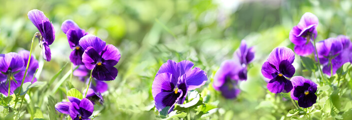 Beautiful bright pansies flowers, violets close up on green sunny abstract nature background. flower bed with purple pansy flowers. spring summer floral nature image. template for design. long banner