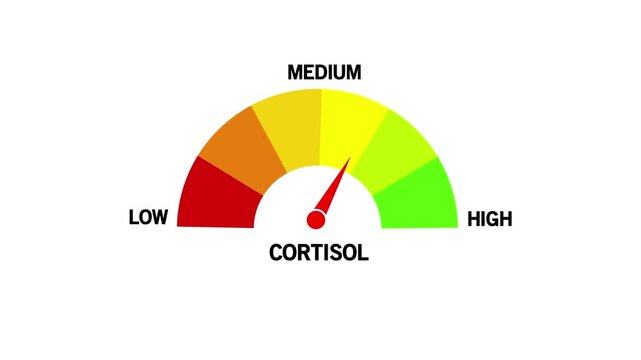 Cortisol Level Text or Word Low and Medium to High Meter Concept Animation. health risk indicator, medicine on white Background and features 4k Motion graphics video