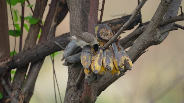 Red-whiskered bulbul (Pycnonotus jocosus) bird eating a ripe banana