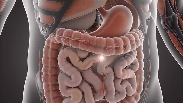 Human Abdomen Anatomy Medical Animation Showing Layered Digestive System Organs With Detailed Intestines and Stoma Highlighted Against a Dark Neutral Background