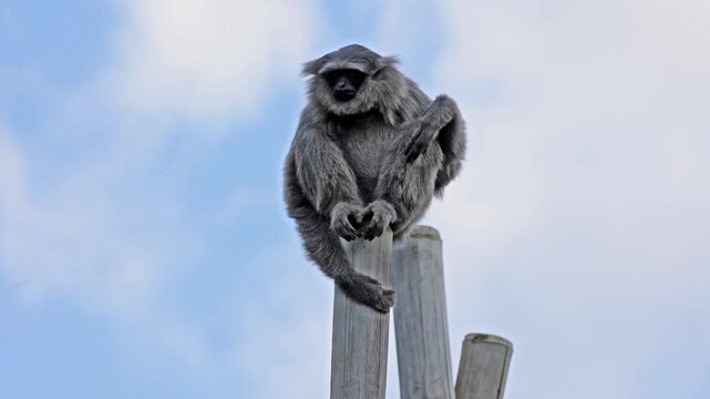 Silvery gibbon, Hylobates moloch. The silvery gibbon ranks among the most threatened species.
