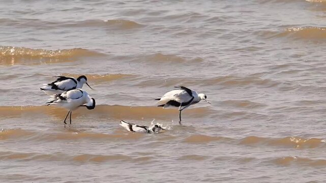 Pied Avocet Birds Foraging in Shallow Sea Water Waves