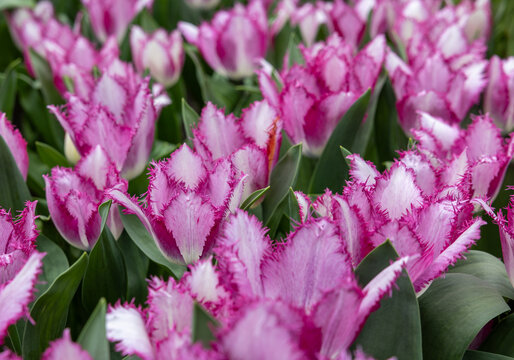 Colorful tulip called Yasmine. Fringed group. Tulips are divided into groups that are defined by their flower features