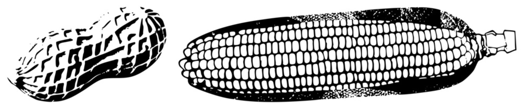 Black and white vector art of peanuts and corn cob, stylized with halftone textures, isolated food items, agricultural produce, graphic design elements.