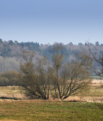 Fototapeta premium Landscape, forest and leafless trees in nature for travel, adventure and rural tourism. Space, woods and countryside environment with grassland, natural scenery and wilderness destination in Germany