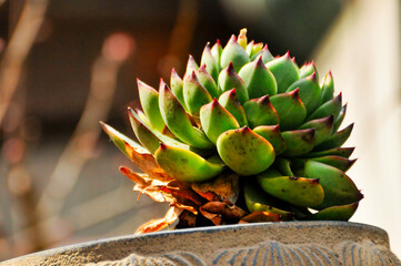 The close-up of succulent plants