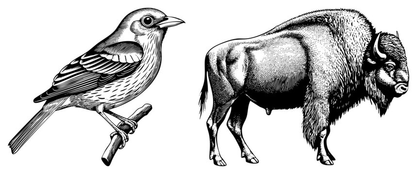 Classic engraved bird perched on branch, bison standing in profile, detailed, black and white vector art, wildlife study, nature sketch.