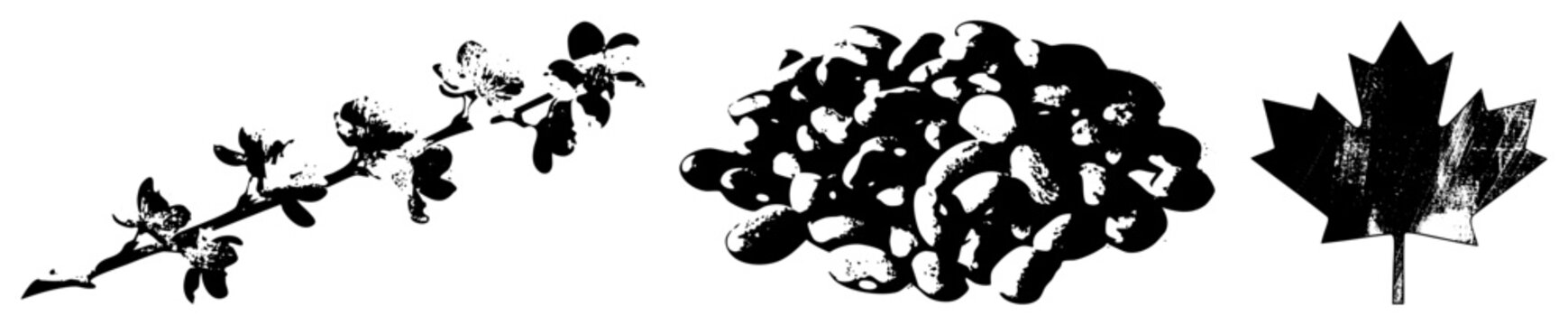 Stylized botanical elements flowering branch, coffee beans, maple leaf, vector art, isolated foreground, glyph style illustration.