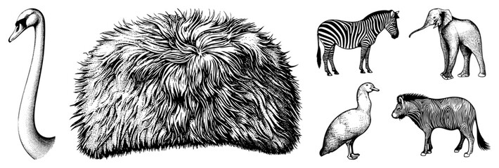 Fototapeta premium Black and white halftone illustrations of animals including swan, zebra, elephant, and duck, rendered in classic engraving style with stippling and hatching for texture.