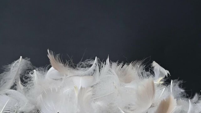 swan fluff on a black background