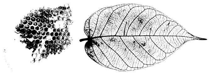 Hexagonal honeycomb structure and detailed leaf venation, botanical illustration, natural textures, black and white vector art, organic, scientific diagram style.