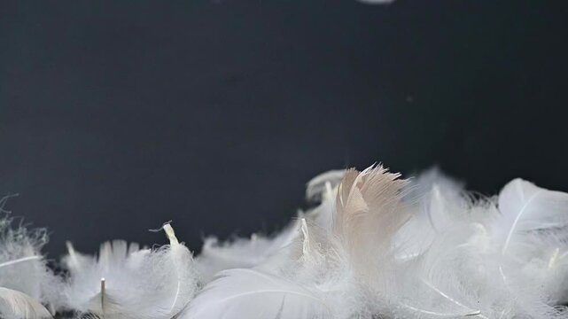 swan fluff on a black background