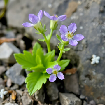 Bupleurum petraeum ( flower of the Alps )