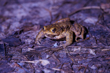Close-up of a common toad or European toad (bufo bufo), a frog found throughout most of Europe, camouflaged on a forest path in spring at the time of toad migration, Weserbergland, Germany  © Dennis Eid