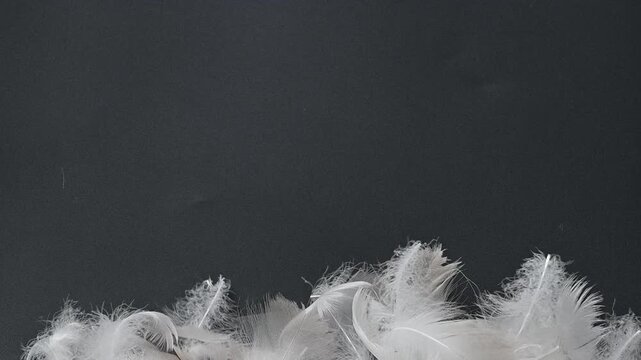 swan fluff on a black background