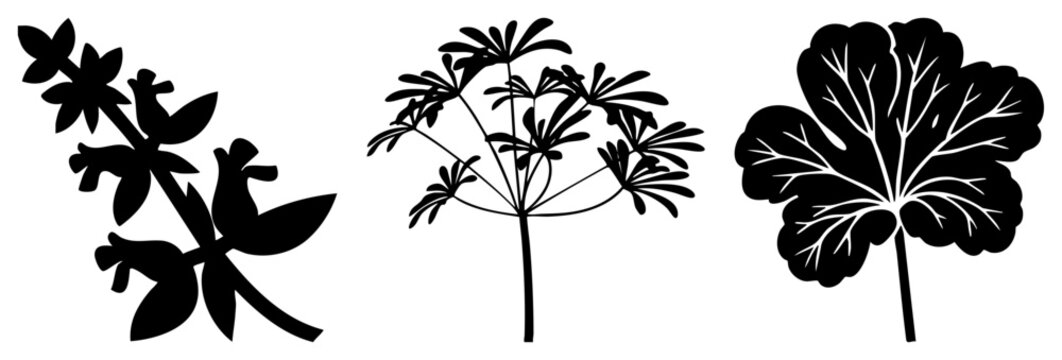 Black vector cutouts of sage sprig, dill umbel, and geranium leaf, botanical illustrations, herb silhouettes, culinary herbs, plant, isolated graphic elements.