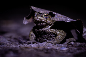Close-up of a common toad or European toad (bufo bufo), a frog found throughout most of Europe, camouflaged on a forest path in spring at the time of toad migration, Weserbergland, Germany  © Dennis Eid
