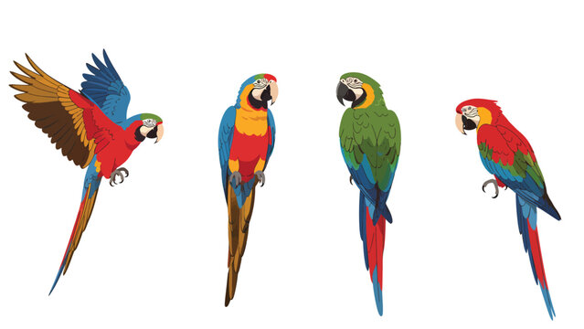 Vibrant Macaw Parrots Set: Colorful Tropical Bird Illustrations in Flight and Perched