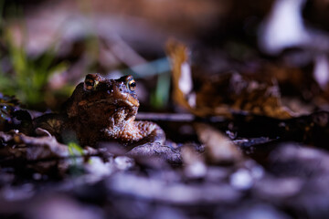 Close-up of a common toad or European toad (bufo bufo), a frog found throughout most of Europe, camouflaged on a forest path in spring at the time of toad migration, Weserbergland, Germany  © Dennis Eid