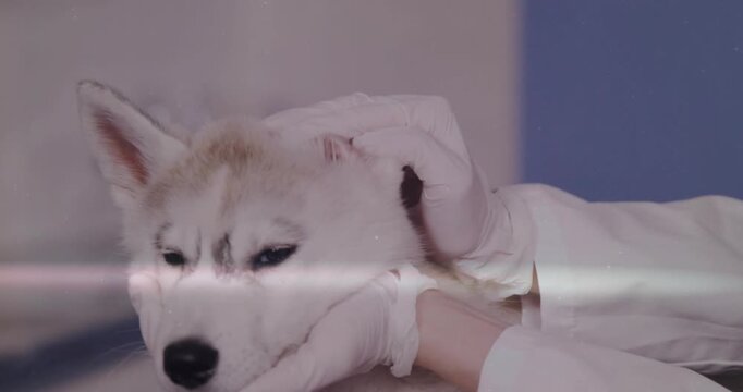 Vertical video: Starting ear check vet gloved in lab coat cradling, checking husky head in clinic