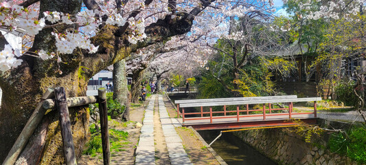Fototapeta premium Kyoto, Japan: the Philosopher's Path in spring during cherry blossom season 