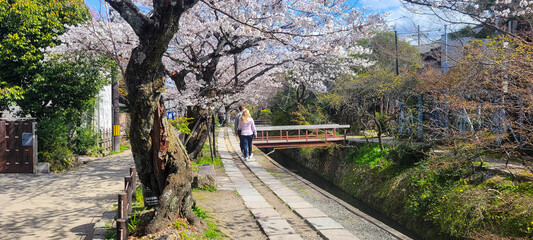 Fototapeta premium Kyoto, Japan: the Philosopher's Path in spring during cherry blossom season 