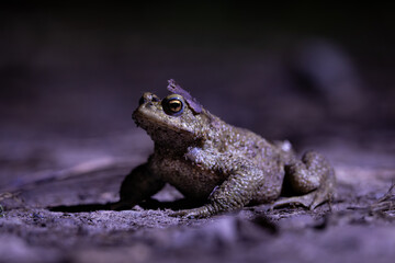 Close-up of a common toad or European toad (bufo bufo), a frog found throughout most of Europe, camouflaged on a forest path in spring at the time of toad migration, Weserbergland, Germany  © Dennis Eid