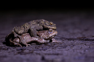 Common toad mating (Bufo bufo) in their natural habitat at night