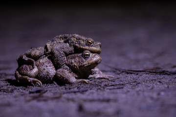 Common toad mating (Bufo bufo) in their natural habitat at night